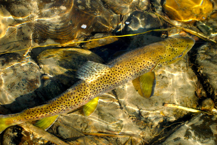 October Brown Trout