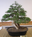 Experience Bonsai