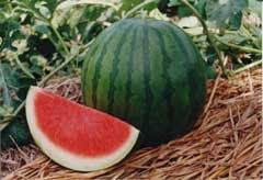 manfaat buah semangka, apakah semangka bermanfaat?, mengobati stroke secara alami