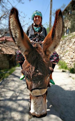 Turkey Riding Donkey enjoy your life: An Old Woman is riding her donkey (Turkey)