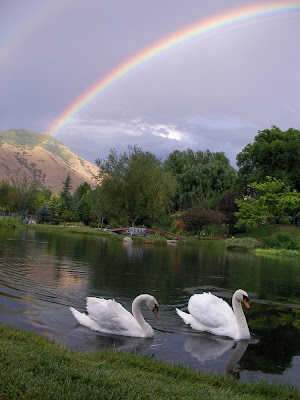 swans rainbow