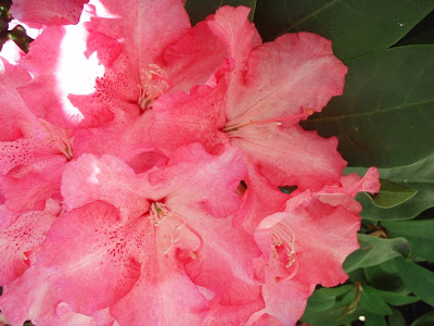 pink rhododendron bushes