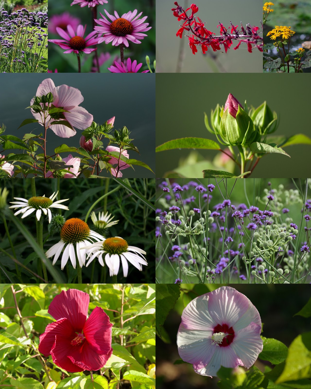 My Gardening Archive Shrubby Cinquefoil