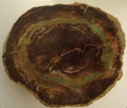 PETRIFIED WOOD ZIMBABWE