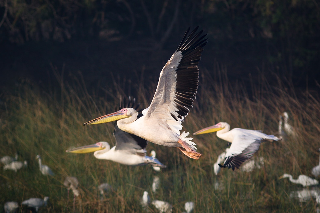 Sometimes when they flew overhead I heard the rush of air over their wings