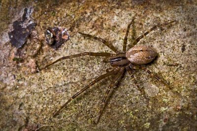 Spider, Pohangina Valley, IRFD