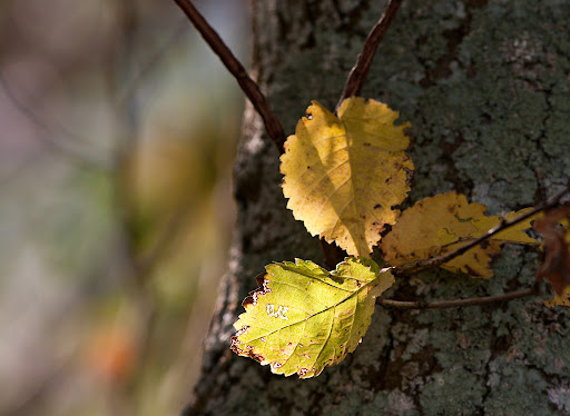 Autumn leaves, Pohangina valley