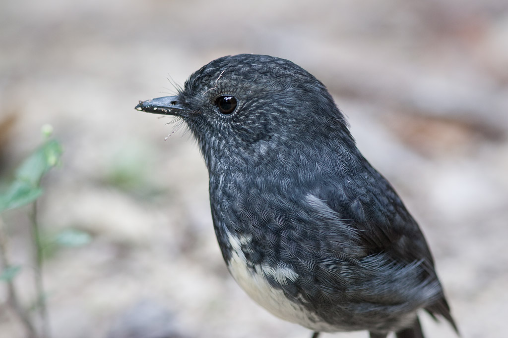 Toutouwai, Kapiti Island