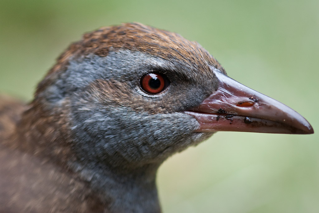 Weka, Kapiti Island