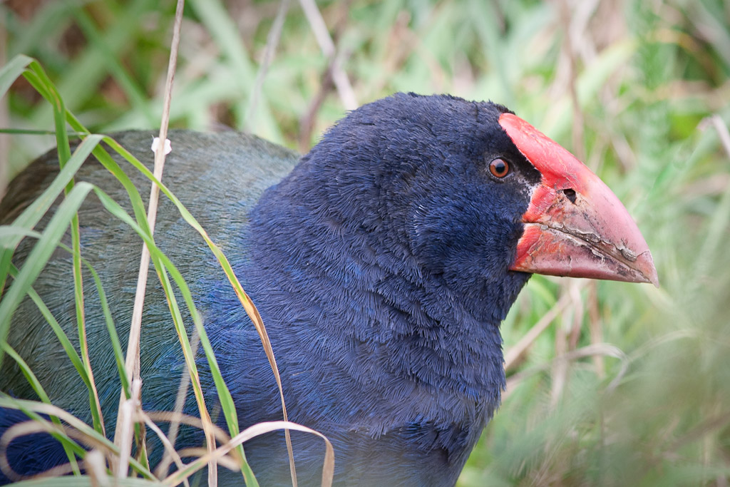 Takahe