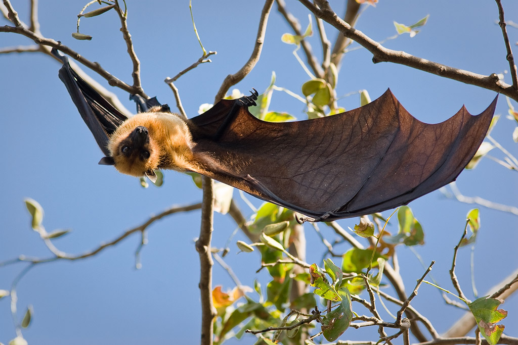 Fruit bat