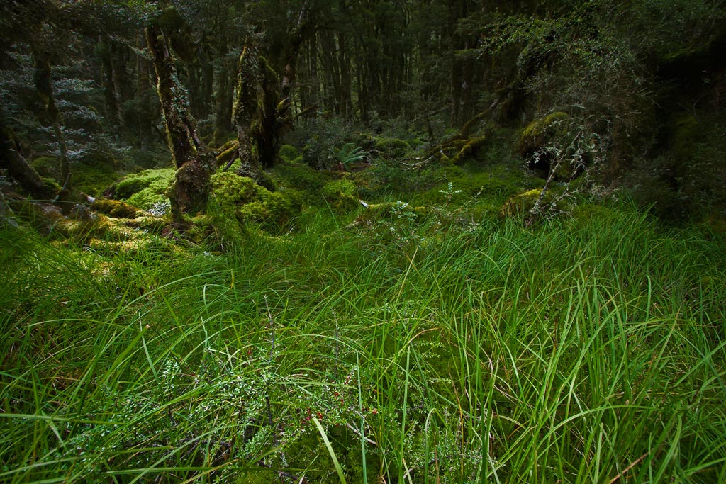 Darrans beech forest