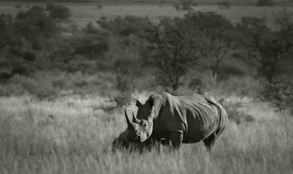 The Ruins of the Moment: White rhino, Pilanesberg, South Africa ...
