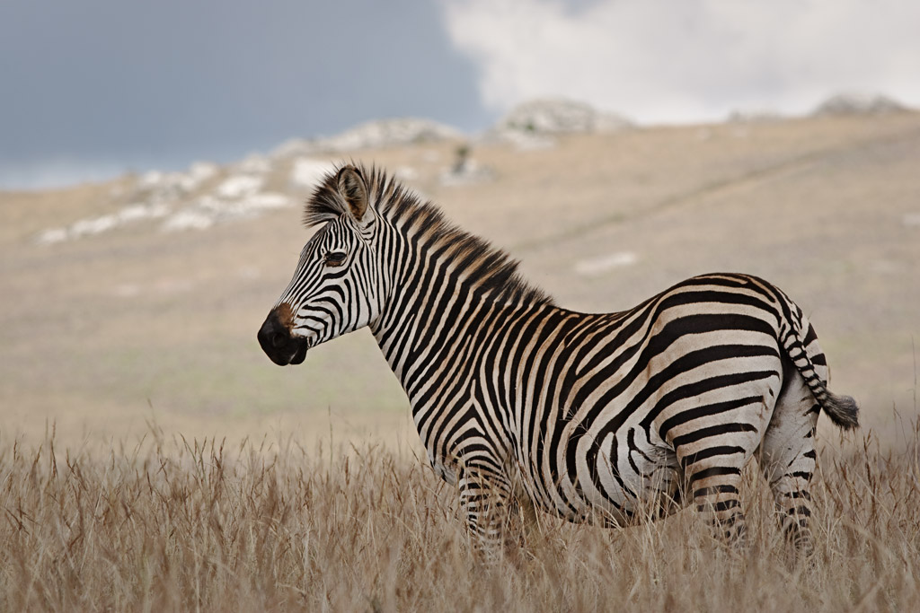 Blending in with the surroundings