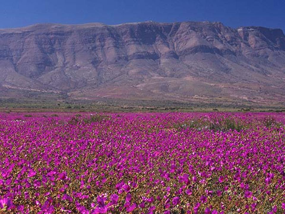 Desierto+Florido.Atacama.jpg