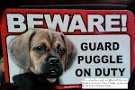 Puggle Guard Dog on Duty