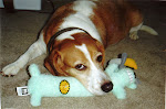 Ask Buddy the Beagle