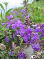 Bickenbach Blumen November 2008