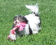 [smalldog.jpeg]