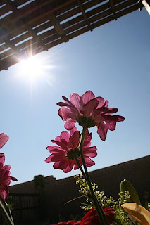 Цветок и солнце
