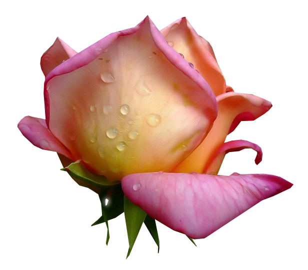 tubes de flores: Rosas I (ROSA INDIVIDUAL)