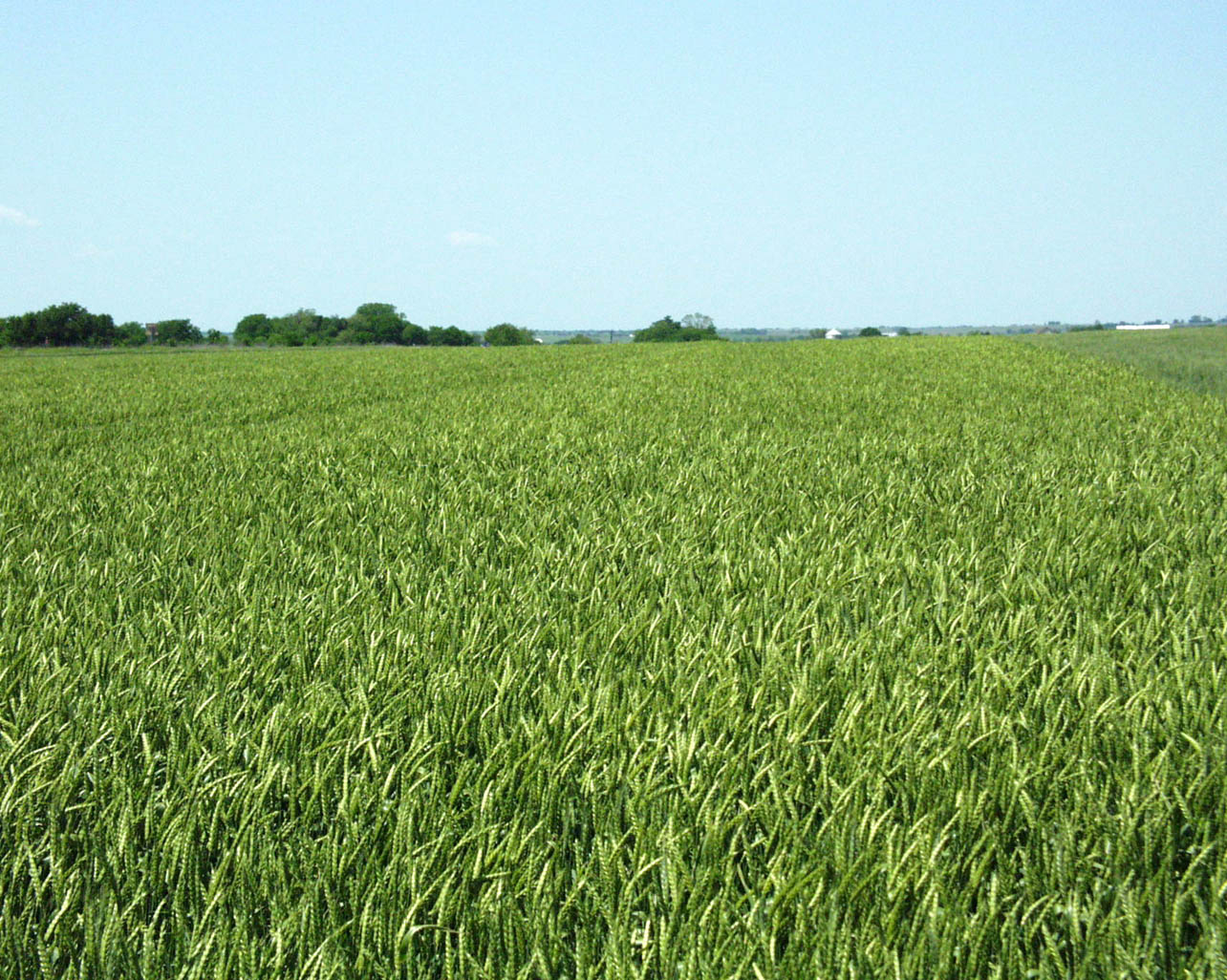 Гектар пшеницы. Field 20