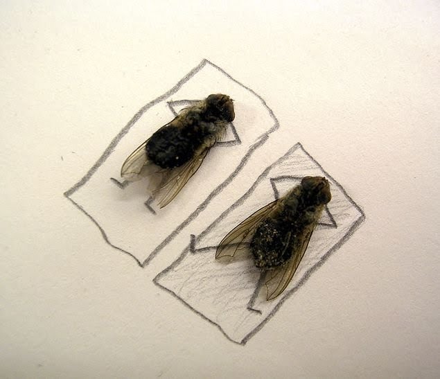 dead flies art