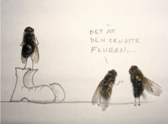 dead flies art