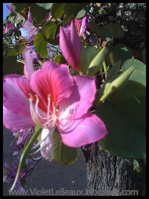 [flower.jpg]