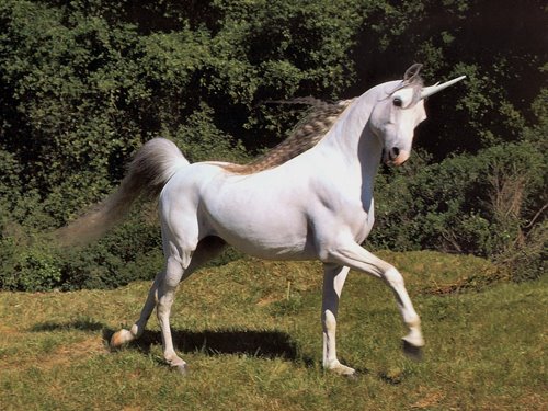 [Unicorn.bmp]