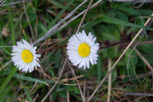 Me quiere,no me quiere