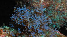 Algas sobre corais na Ilha de Darwin