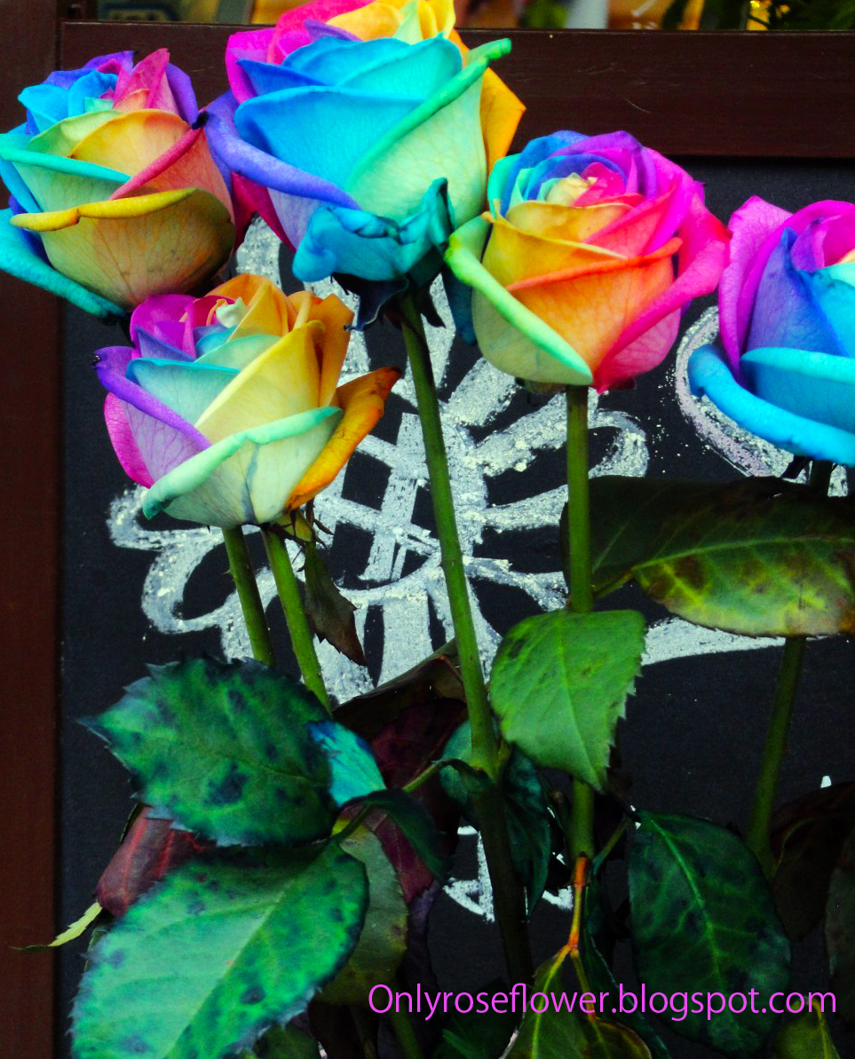 Awesome Multicolor Rose || Only beautiful Roses