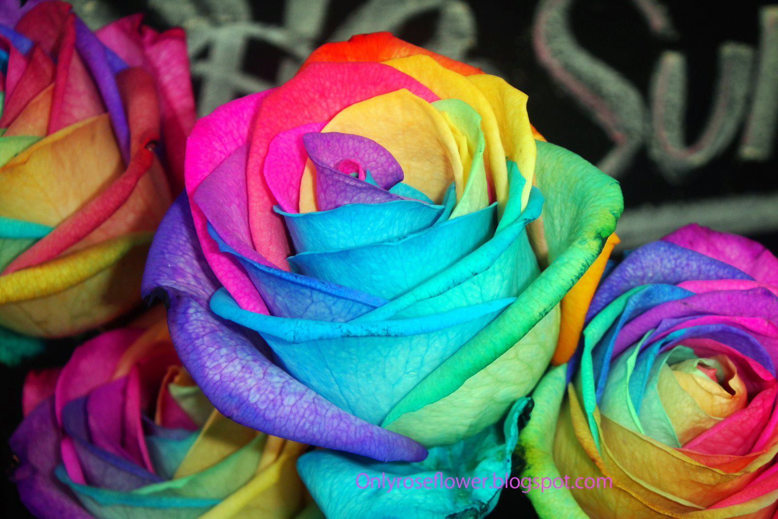 Awesome Multicolor Rose Only beautiful Roses
