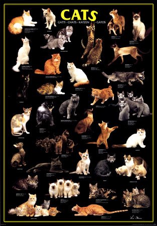 [2450-3680~Cats-Posters.jpg]