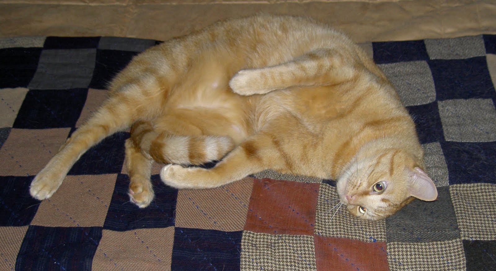 [10-23-2009+Tummy,+Toes,+Tail+Tuesday.jpg]