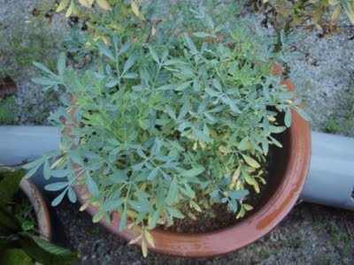 pokok herba,bunga, ulaman dan segala jenis tumbuhan: pokok garuda/ Ruta ...