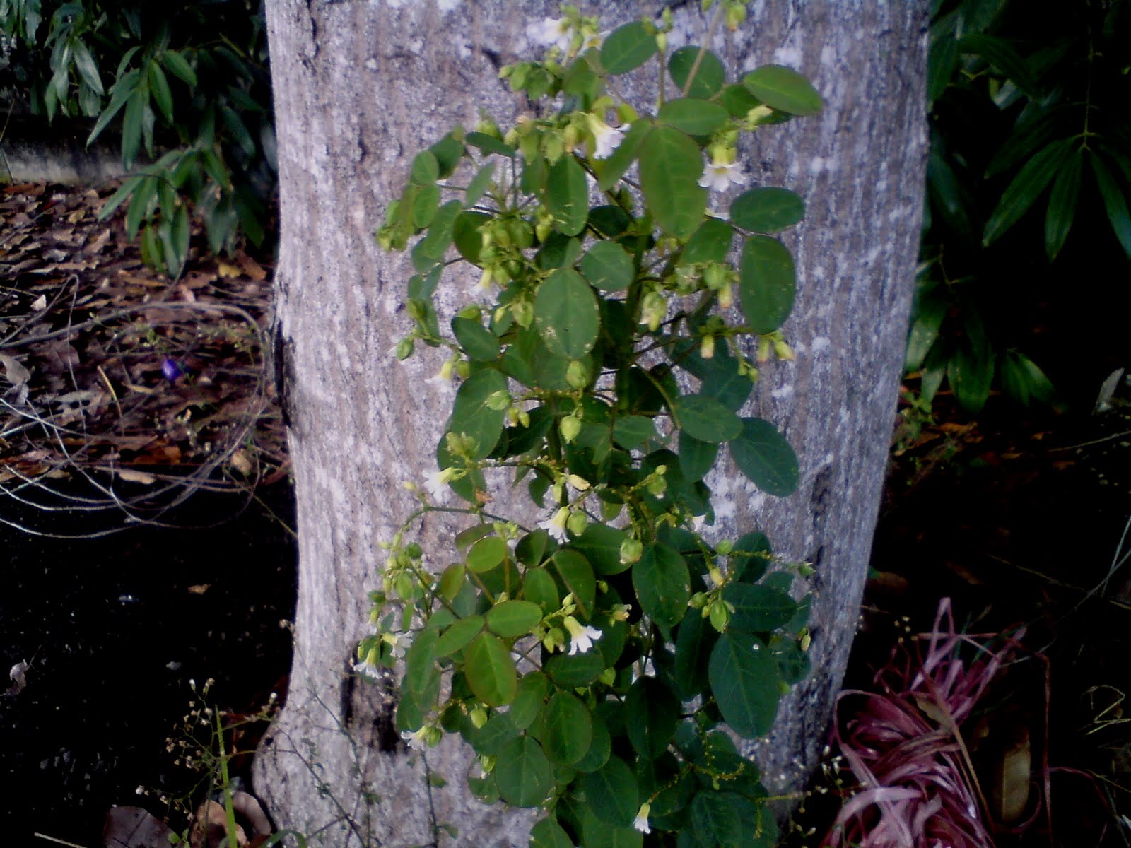 pokok herba bunga ulaman dan segala jenis tumbuhan 