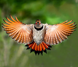 birds flight flying bird flicker amazing beauty orange fight yellow were