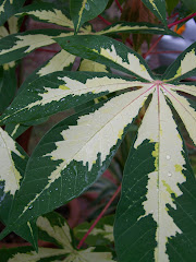manihot esculenta 'variegata'