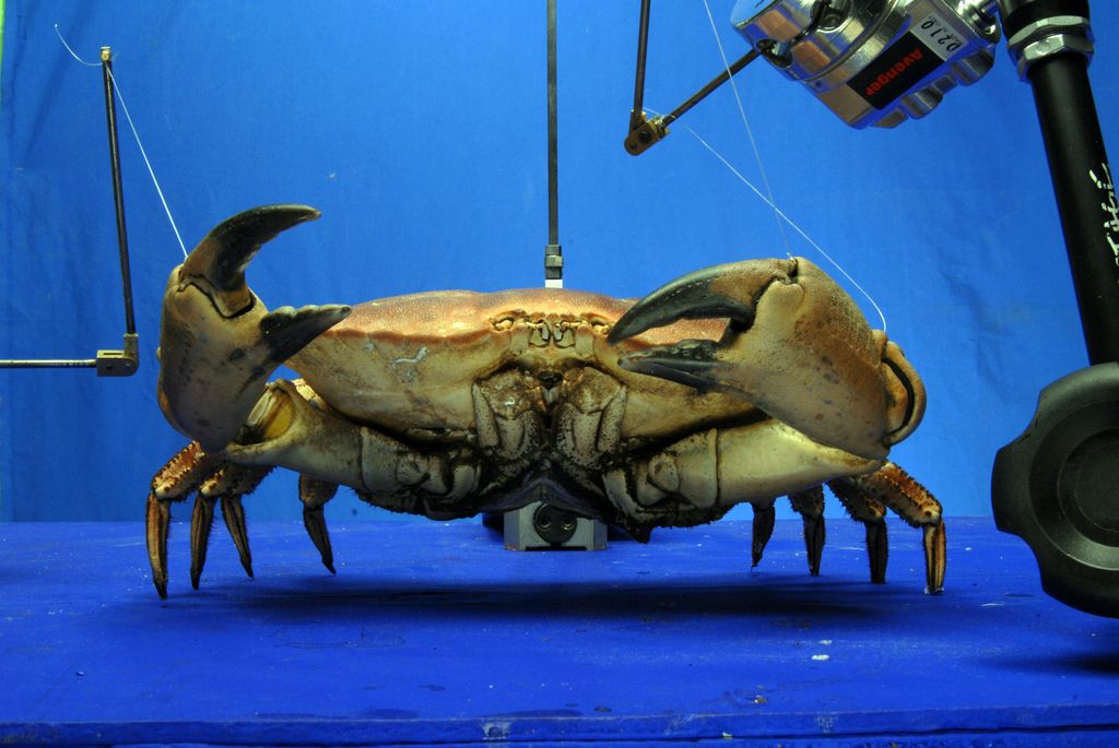 Puppets & Clay, Stop Motion Blog King Crab Attack (2008)