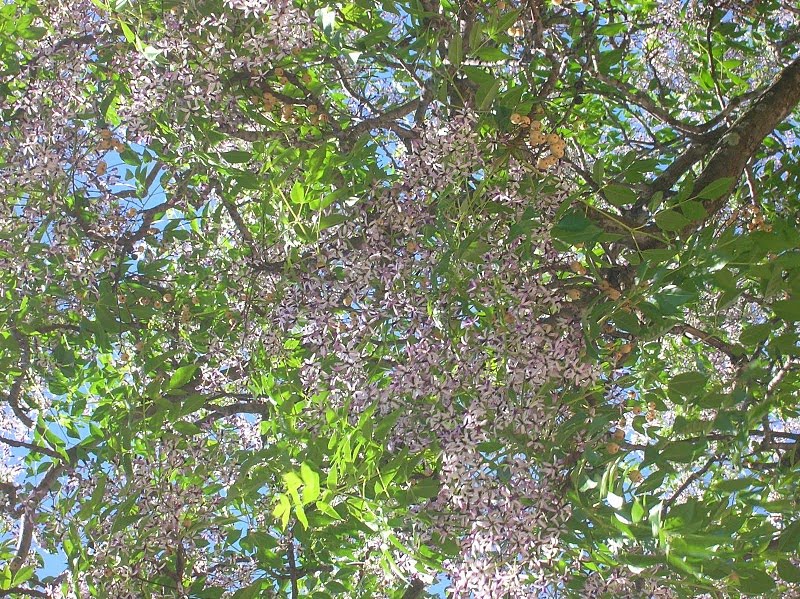 Les 31 Meilleures Images De Nos Arbustes En 2020 Arbuste