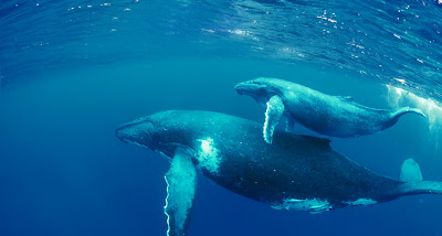 Bing Background Whales
