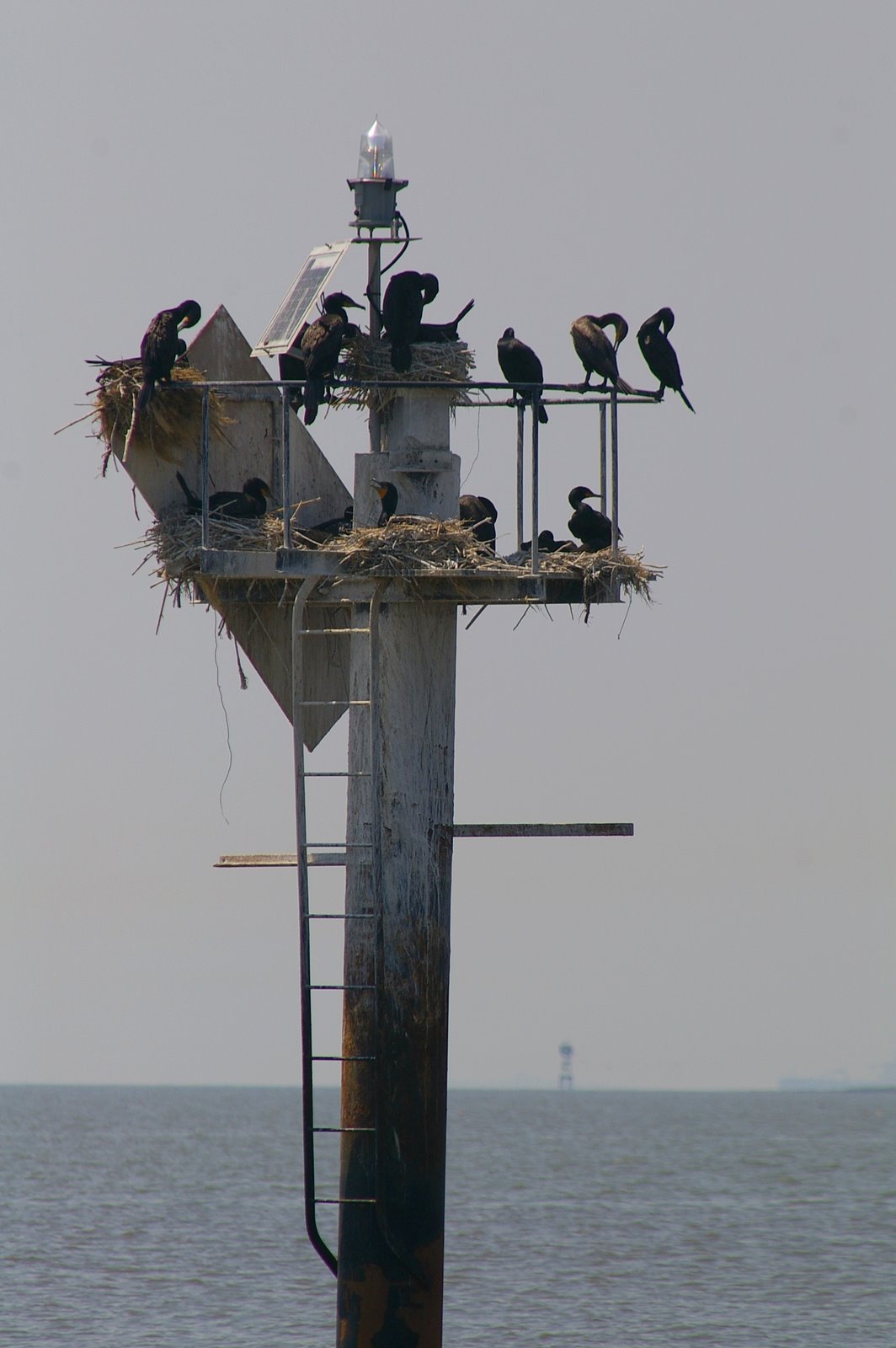 [DoubleCrestedCormorants_breeding_MoneyIs_AliceEWING.JPG]