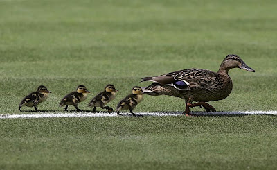 Patos