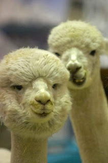 Alpacas