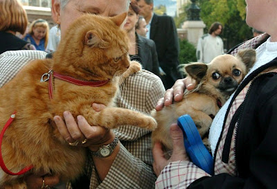 Perros contra gatos