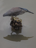 Kingfisher - Kampong Ayer, Bandar Seri Begawan