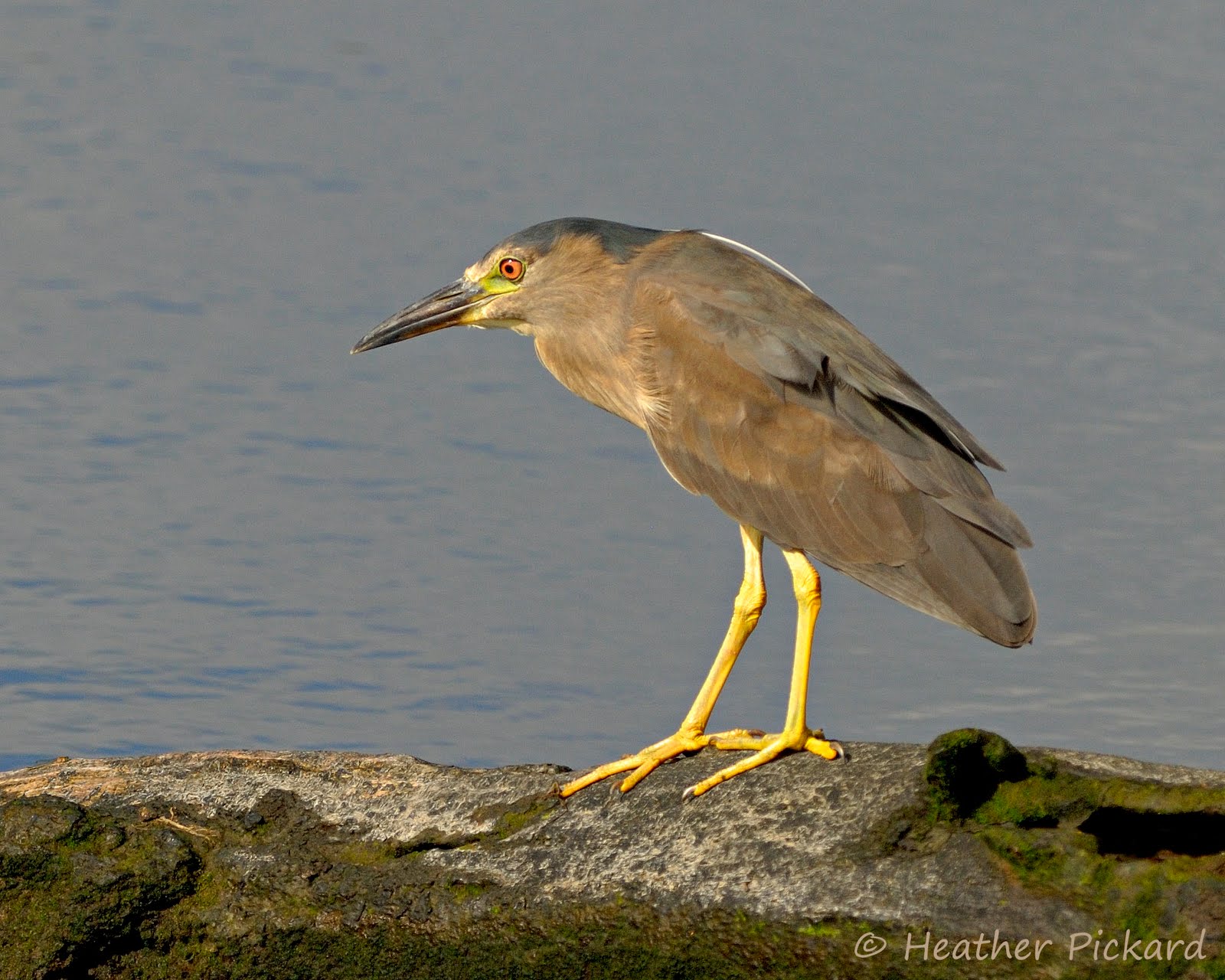 Native Guide Hawaii: Black - crowned Night - Heron. 'Auku'u. Nycticorax