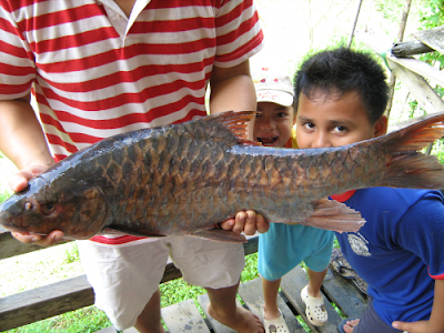 5 Jenis Ikan Termahal Di Malaysia ~ LM Merah
